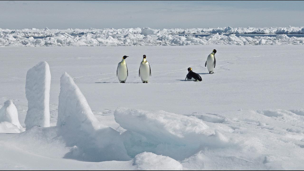 antarktis:-wie-der-klimawandel-kaiserpinguine-bedroht