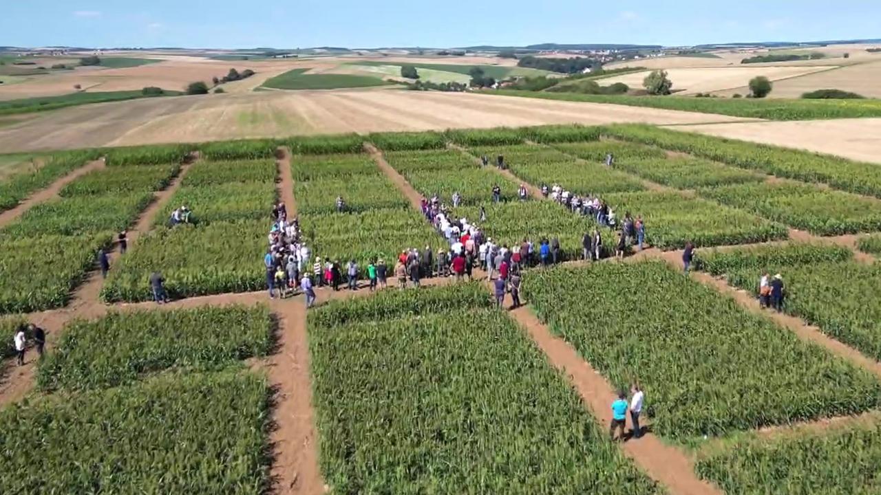 wie-wissenschaftler-die-feldfrucht-der-zukunft-suchen