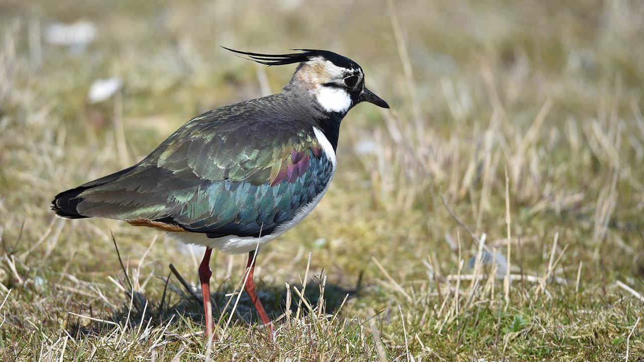 landwirtschaft:-mehr-brachen,-mehr-arten